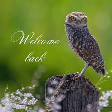 welcome back  header with an image of an owl