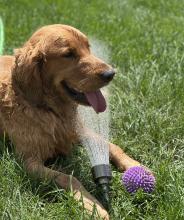 Summertime Sully