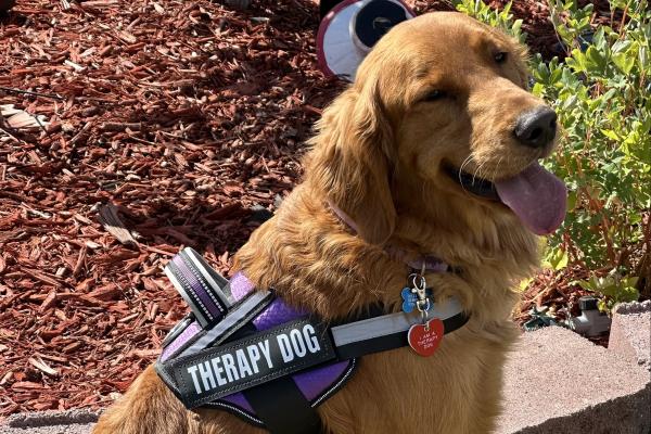 Sully the O'Dea Therapy Dog