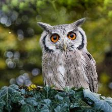 march owl