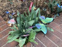 butterflies at odea