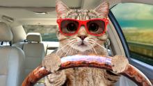 driving cat