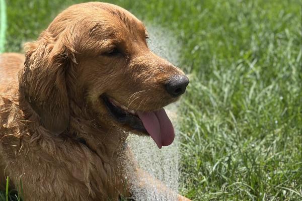 Summertime Sully